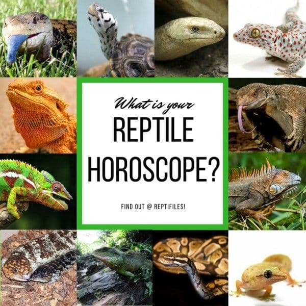 Your Reptile Horoscope