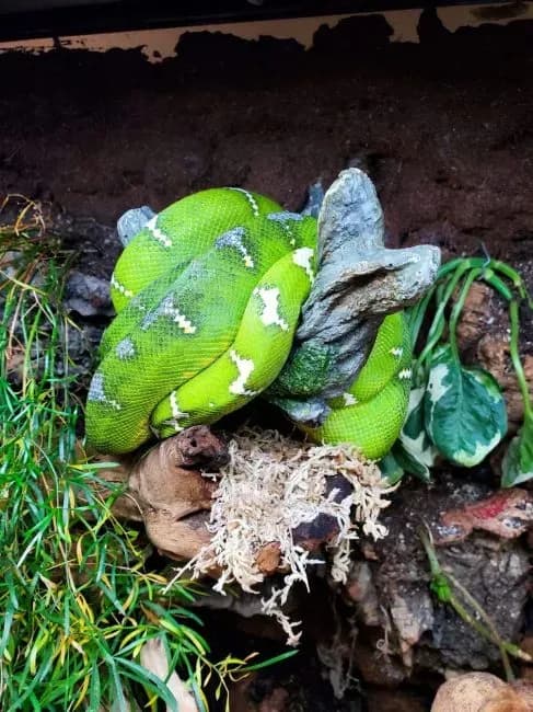 Emerald tree boa