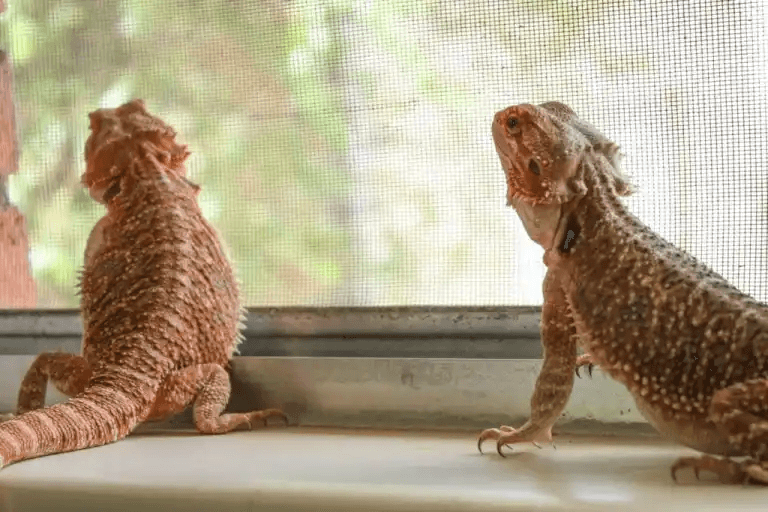 two beardies at a window
