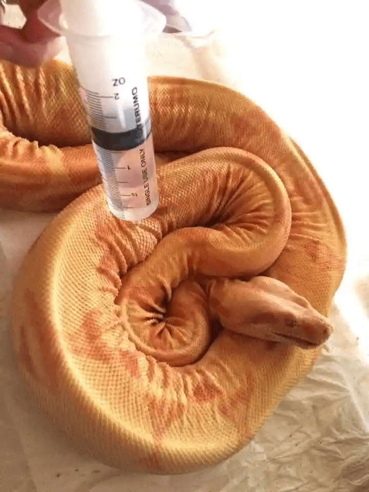 boa being rehydrated