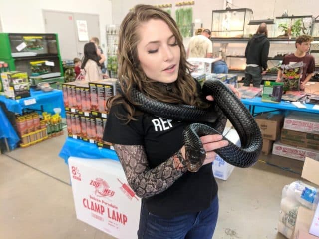Wasatch Reptile Expo 2018 — Fall’s Top 10!