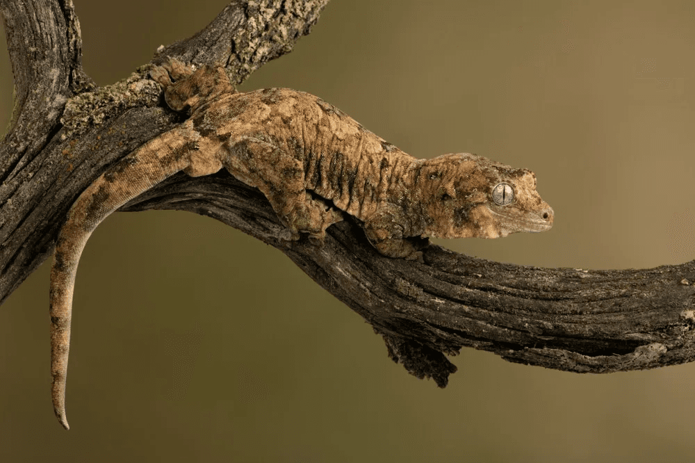 chahoua gecko