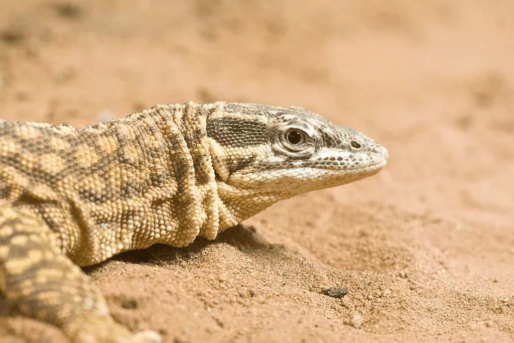 ackie monitor on sand