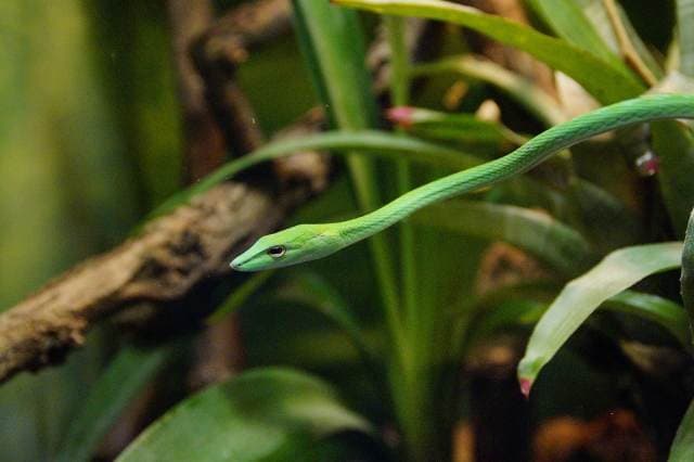 How to Keep Your Bioactive Terrarium Clean