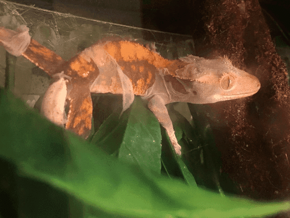 crested gecko mid shed