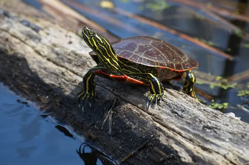 Painted Turtle on rock in water