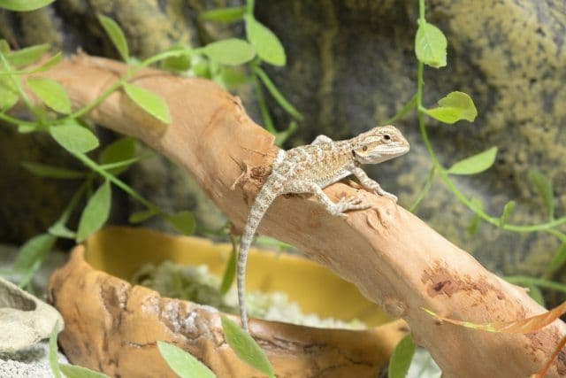 Is the Fight to Educate New Reptile Keepers a Losing Battle?