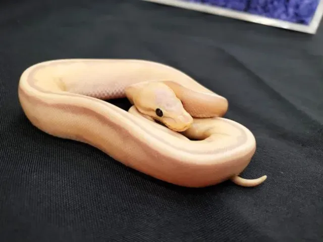 Banana genetic stripe morph