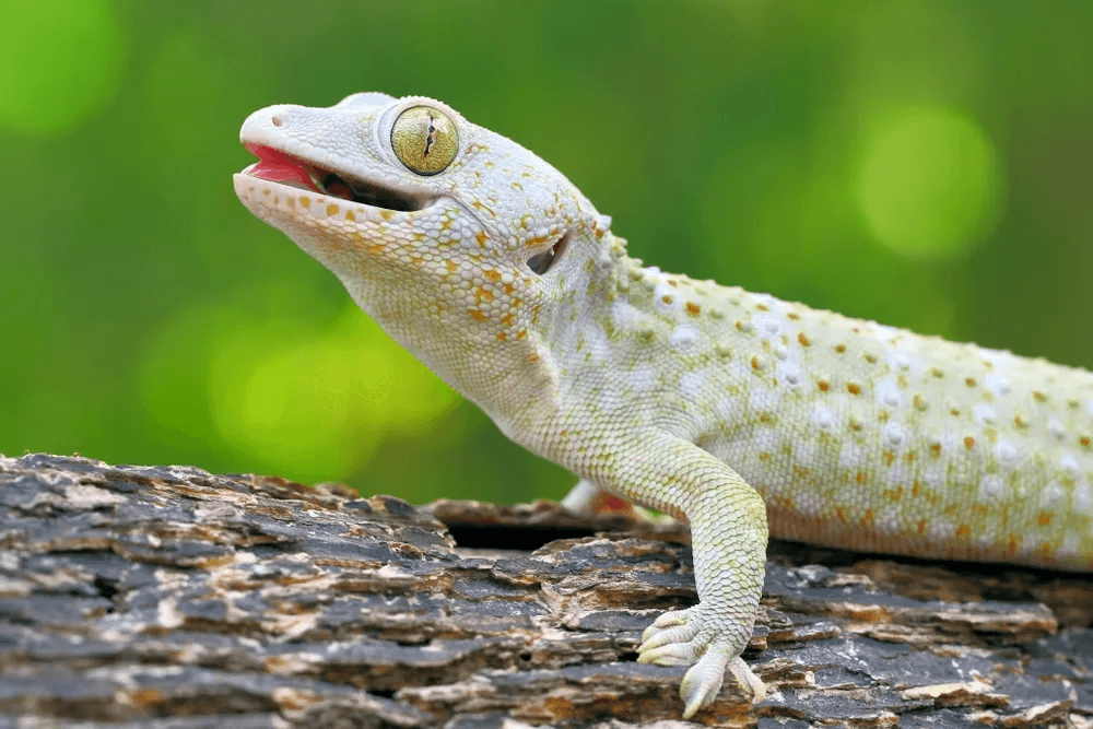 tokay gecko