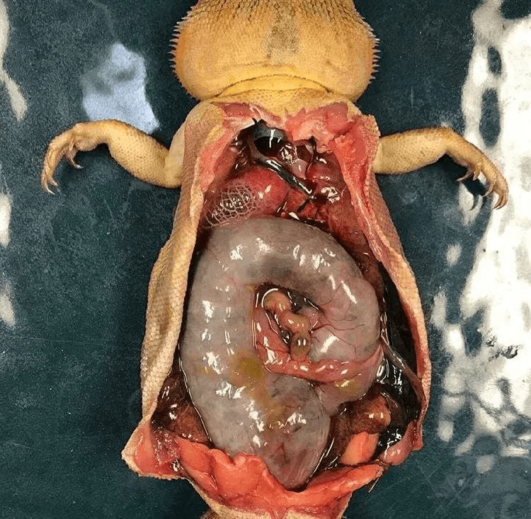 bearded dragon impaction autopsy