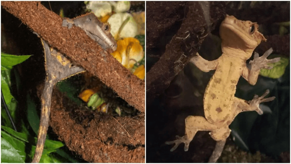 male vs female crested geckos