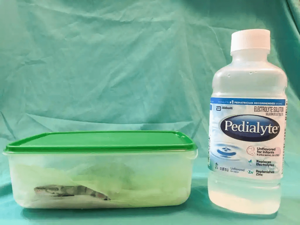 ball python in homemade humidity chamber