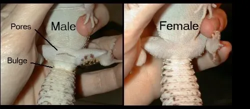 Male and Female Leopard Gecko
