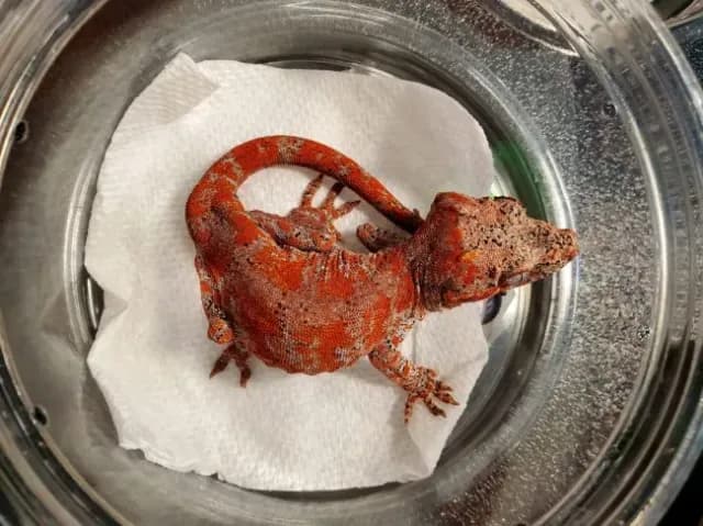 High red blotched gargoyle gecko
