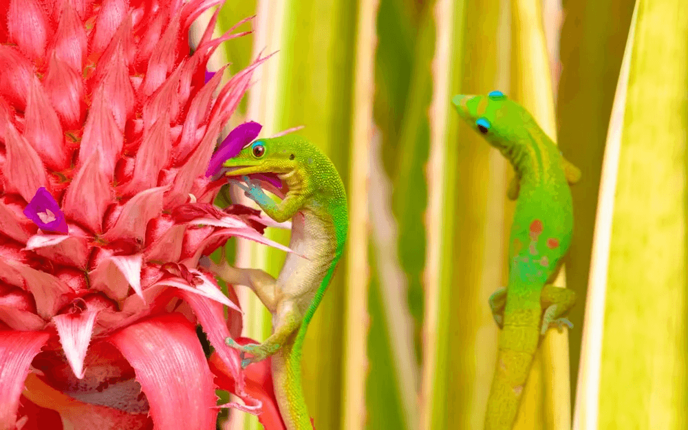 gold dust day gecko