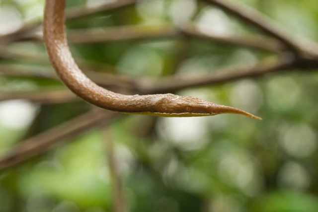 A Hypothesis on Sexual Dimorphism in Madagascar Leaf-nosed Snakes