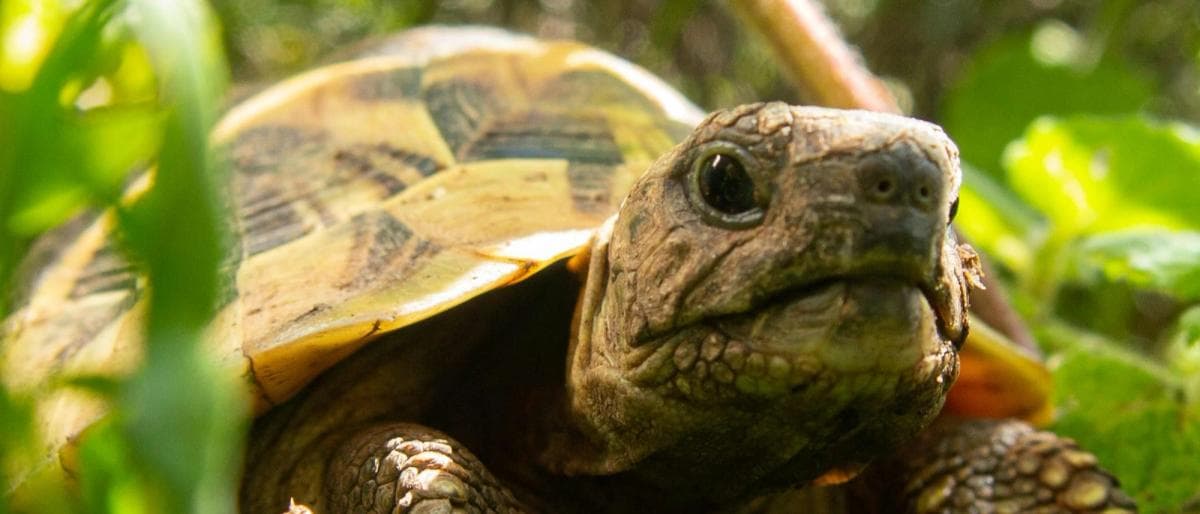 tortoise amongst leaves