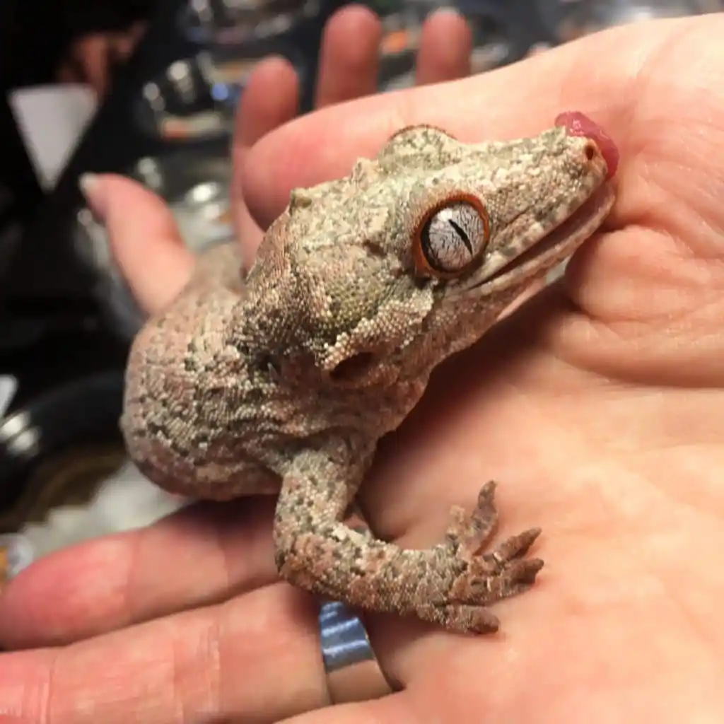 gargoyle gecko