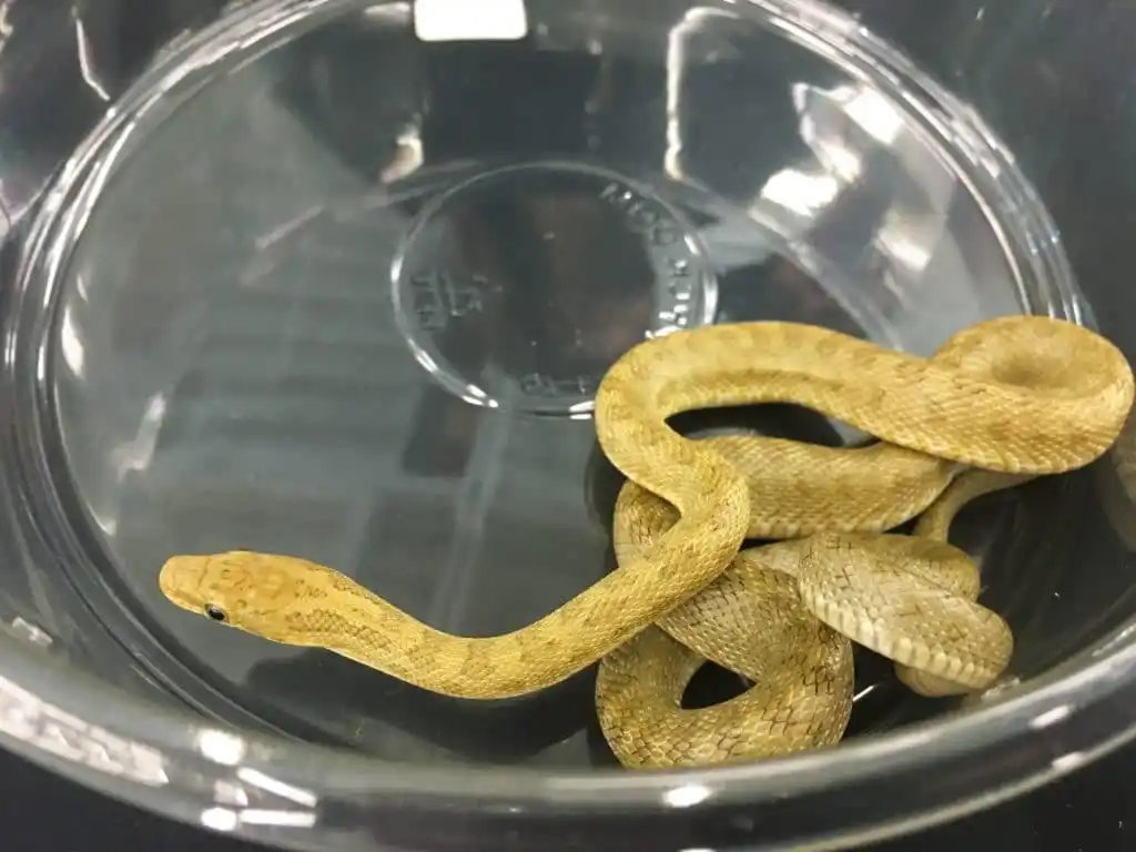 Green ratsnake