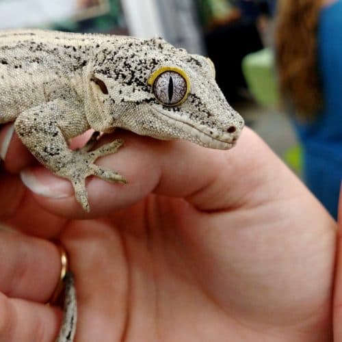 Wasatch Reptile Expo 2016 – October’s Top 10