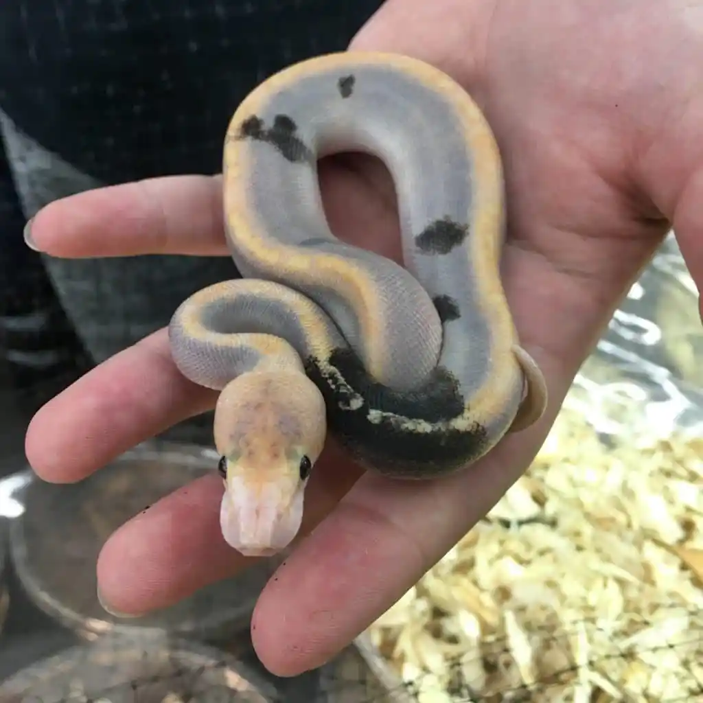 Ball python