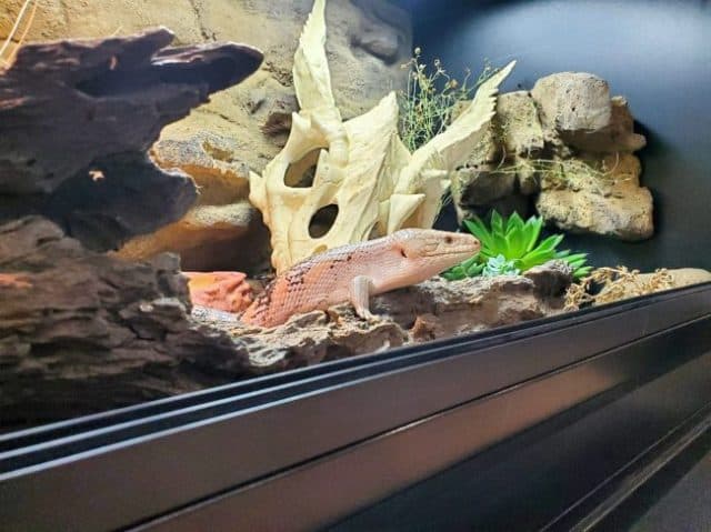northern blue tongue skink in Custom Reptile Habitats Alice Springs decor kit