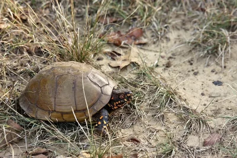 Three-Toed Box Turtle on sandy ground