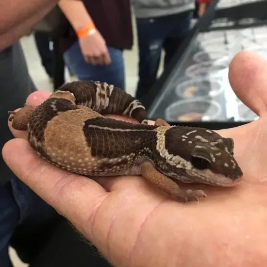 East Indian leopard gecko
