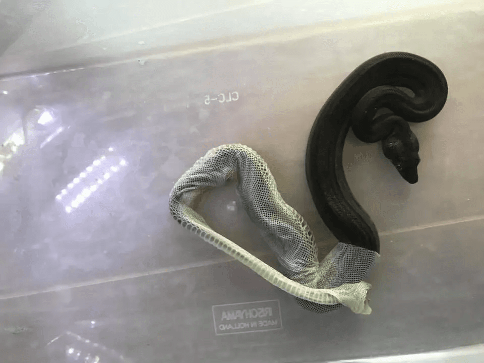 boa shedding in a plastic tub