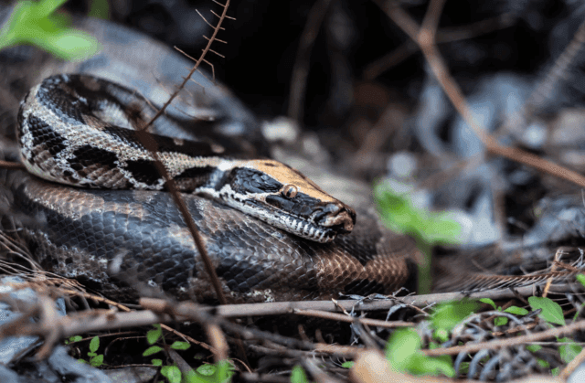 Tips for Decorating a Terrestrial Reptile Enclosure