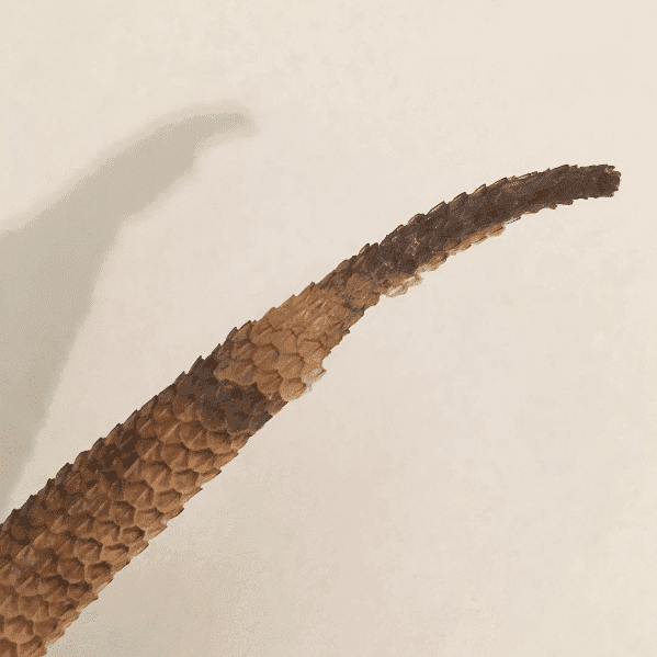 bearded dragon rotting tail tip