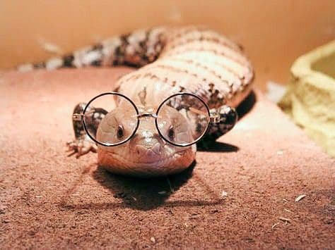 Reptile Jargon and How to Decode It