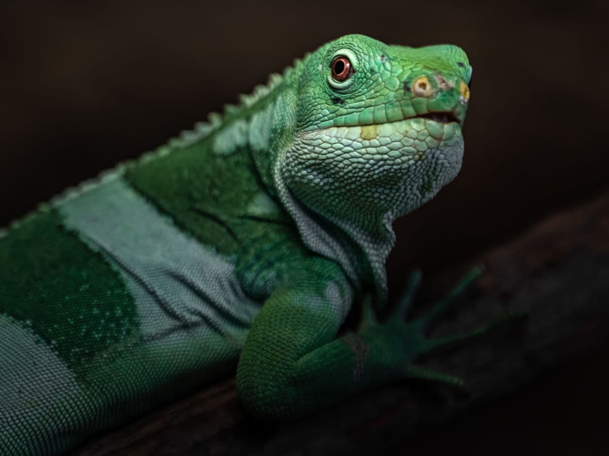 Figi banded iguana