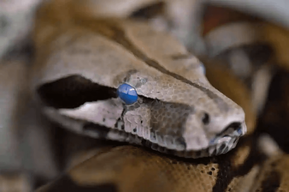 boa with blue eye cap