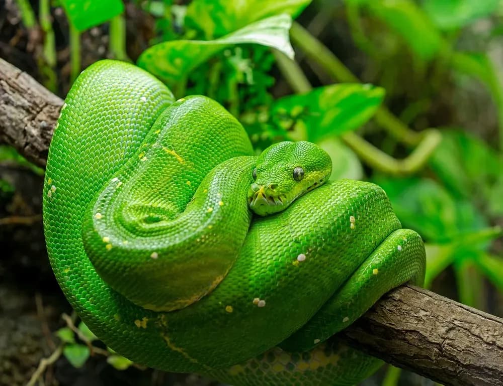 Green Tree Python