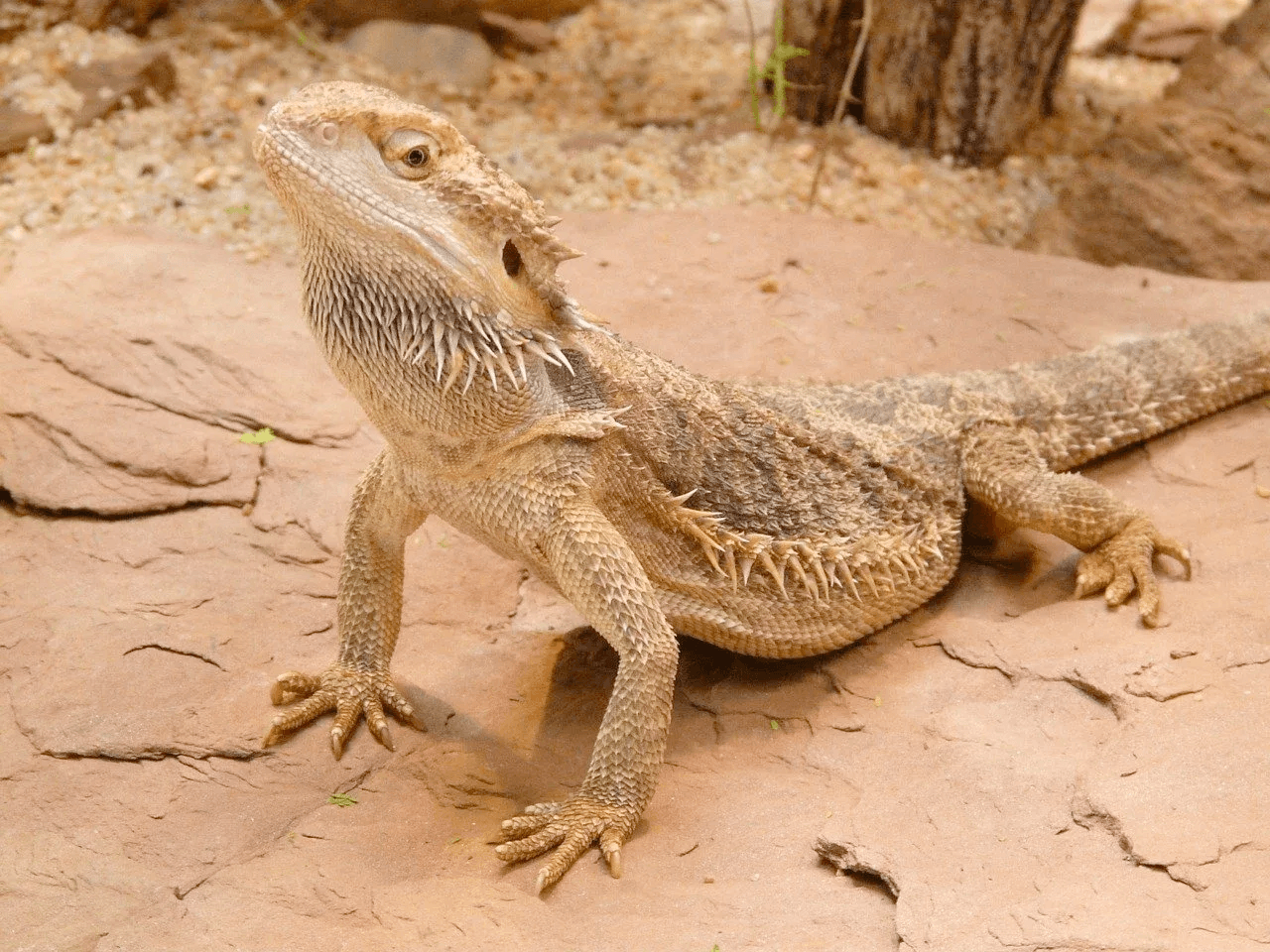 bearded dragon head raised on a basking rock