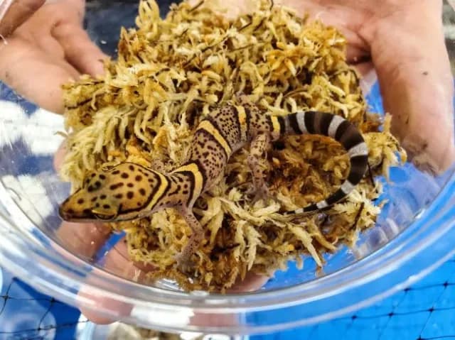Bawangling Chinese cave gecko