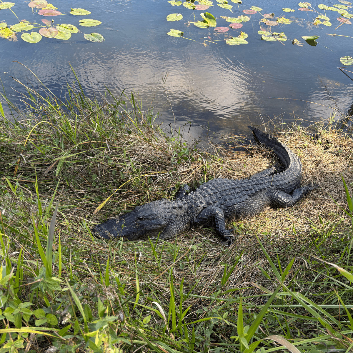 Alligator on the edge of a pond