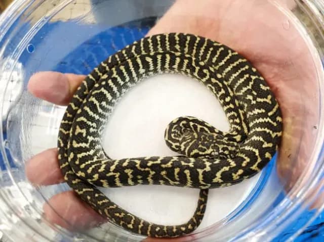 Zebra morph jungle carpet python