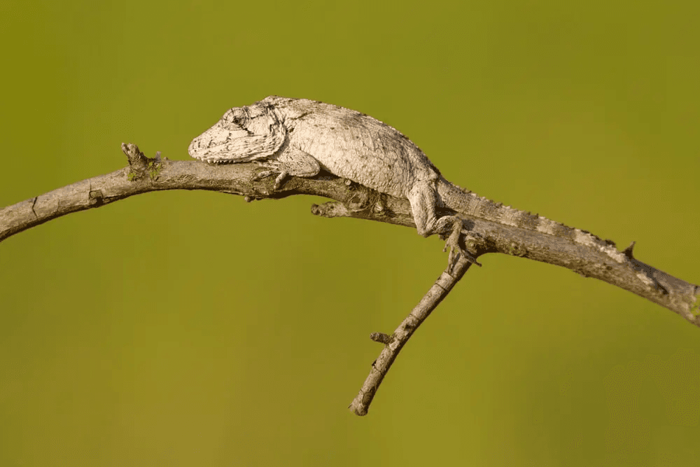 cuban false chameleon
