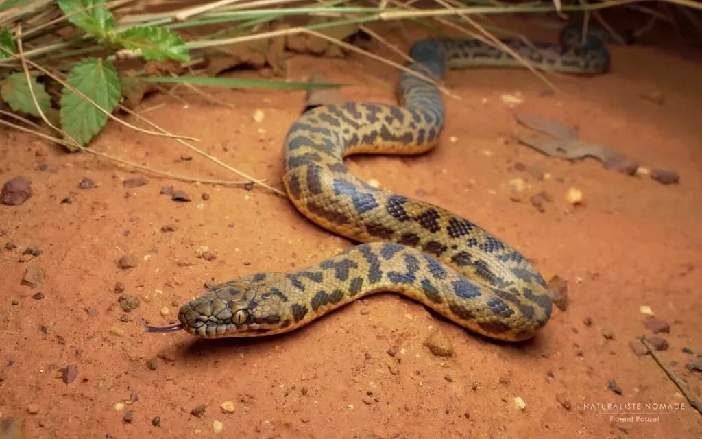 Spotted Python on red soil