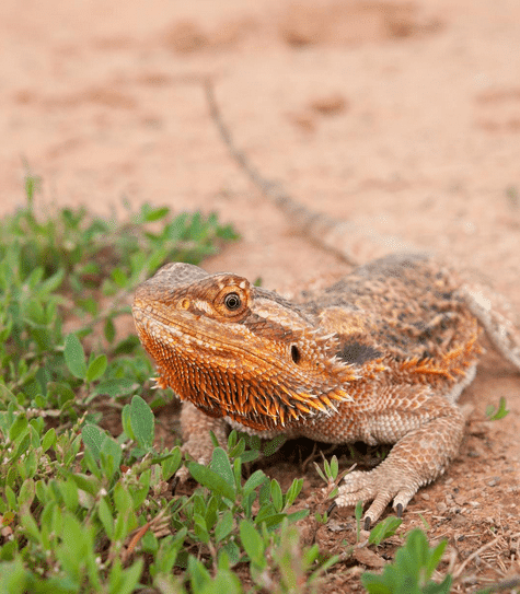 The Ultimate Bearded Dragon Care Guide | ReptiFiles