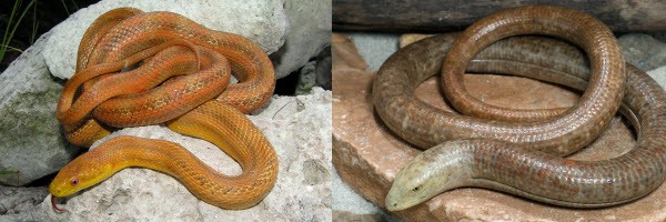 Legless Lizards Vs Snakes | ReptiFiles