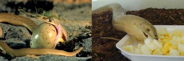 Legless Lizards Vs Snakes | ReptiFiles