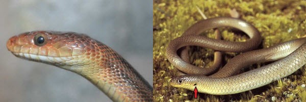 Legless Lizards Vs Snakes | ReptiFiles