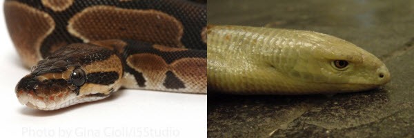 Legless Lizards Vs Snakes | ReptiFiles