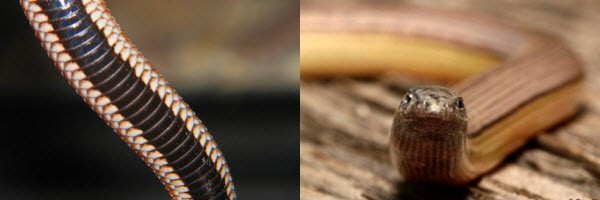 Legless Lizards Vs Snakes | ReptiFiles