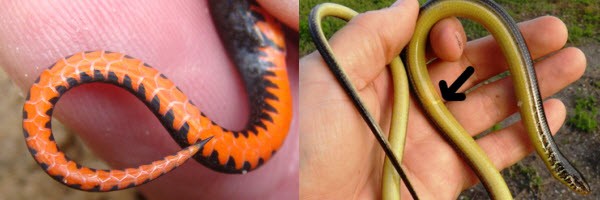 Legless Lizards Vs Snakes | ReptiFiles