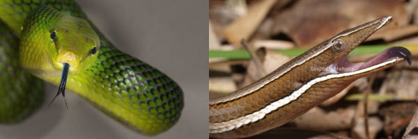 Legless Lizards Vs Snakes | ReptiFiles