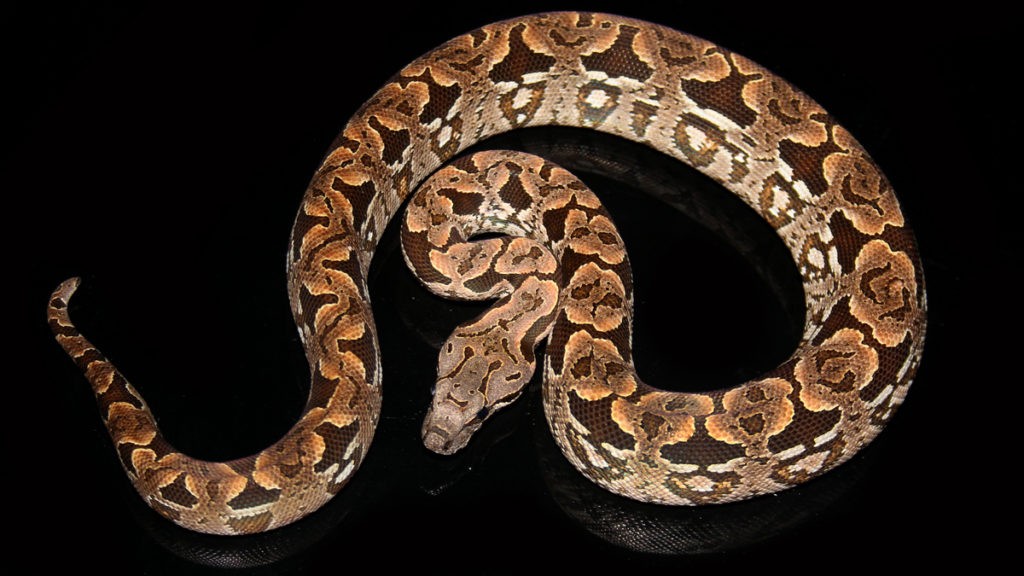 The Ultimate Guide To Dumeril's Boa Care | ReptiFiles